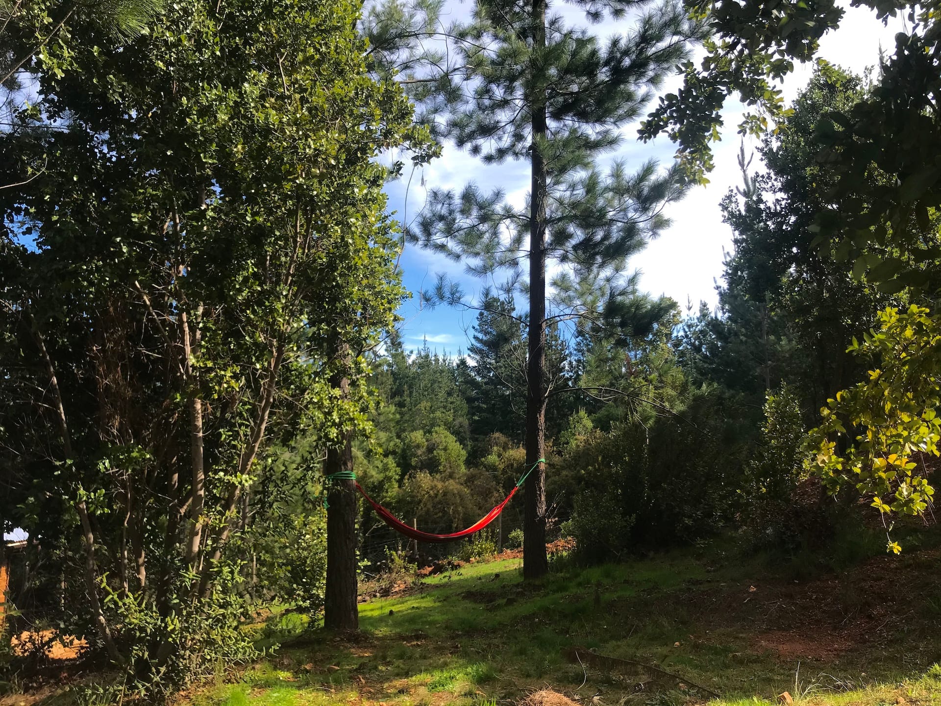 Hamaca roja colgada entre los árboles del bosque, con el pasto verde alrededor